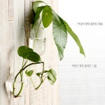 튤립화병 꽃병 수경재배유리 벽걸이 미니 한송이 투명 시험관 긴유리병 : 밴조 - Baencho