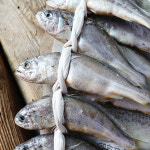 법성포 영광굴비 장대 실속형 2호 1.9kg내외 : 친환경팔도