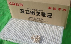 장인 표고 버섯 성형종균 606구 3판 : 해리별리