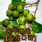 동주다래 2년포트묘 3그루 묘목 유실수 약용수 과일나무 꽃나무 울타리 묘지조경 : 나무야원예