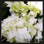 (나무농장) 정원수국(도피오씨리즈)(REBLOOMING) 수국 (도피오비앙코) 15cm 포트 : 우리나무농장