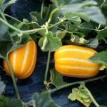 성주 고당도 꿀 참외 명품 산지직송 5kg : 숲속상점