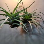 플렉스오사 희귀공중식물 : 범수농장