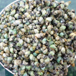 자연나라 국산 자연산 깐다슬기 1kg 손질 다슬기살 올갱이 해장국 재료 : 자연나라다슬기