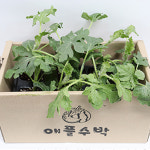 공주 애플수박모종 공중수박 5주 10주 20주 40주 육묘장직송 : 행복식탁