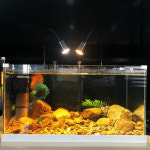 수초 어항 스팟 LED 조명 풀스펙트럼 센세이셔널 어항등led등 방수 수초등 조명등 풀독 : 오해피상점