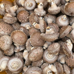 무농약 생 표고버섯 1kg : 울엄마농장