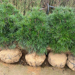 금송나무 묘목 (대품) 분묘 조경수 정원 가든 원예 관상수 : 농원의 모든것