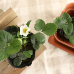 갑조네 딸기 모종 2개 설향 화분 겨울 제철 과일 베란다 텃밭 키우기 : 갑조네