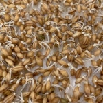 새싹 보리 식물 씨앗 쉽게 키우기 보리포함 재배기 세트 키트 : 보라사