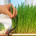 새싹 보리 식물 씨앗 쉽게 키우기 보리포함 재배기 세트 키트 : 보라사
