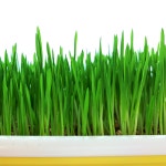 새싹 보리 식물 씨앗 쉽게 키우기 보리포함 재배기 세트 키트 : 보라사