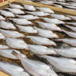 울산 가자미 생물가자미 방어진 정자 참가자미 2Kg 자연산 국내산 맛남의광장 : 바다맛집