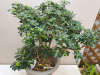 만리향.대품.상태굿.흰색꽃.향기아주좋습니다.만리향은 꽃이 만리까지 간다고 만리향이라고합니다. : 꽃천지