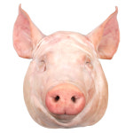 뼈없는 돼지머리 발골정육 한마리 한돈 머릿고기 : 주식회사두드림