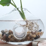 수경 식물 유리 화병 키우기 쉬운 호프셀렘 재배 세트 : 유앤유몰