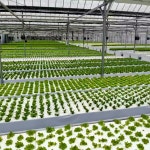 무농약 버터헤드레터스 1kg 농장직송 : 허니스윗팜