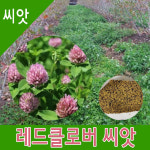 레드클로버 씨앗 1kg - 래드클로버 풀씨 목초씨앗 경관 초생 : 한농마트