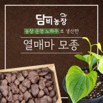 담비농장 열매마 하늘마 우주마 모종 : 열매마담비농장