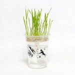 한컵새싹농장 밀싹키우기 세트 / 재배키트, 식물키우기, 씨앗심기, 식목일, 기르기키트, 꽃키우기, 꽃키트, 식물키트, 단체선물, 선물, 행사, 학교... 