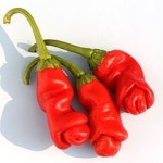 채소 씨앗 - 남근09고추 (10립) 농장텃밭 원예정원용 : 양주농부이범석