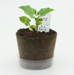 팜팜농장 강낭콩 키우기세트 / 재배키트, 식물키우기, 씨앗심기, 식목일... 단체선물, 선물, 행사, 학교, 교육청, 반려식물, 어린이집 : 오늘도 소소한