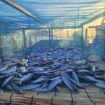 멸치대신 국수육수 볶음 안주용 건조생선 국물 다시 최상급 전갱이새끼 메가리 김장재료 : 가덕도농수산