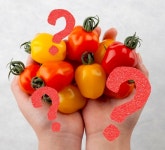 애플 토마토종자 랜덤팩 (총10립) : 농업회사법인가나종묘주식회사