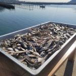 멸치대신 국수육수 볶음 안주용 건조생선 국물 다시 최상급 전갱이새끼 메가리 김장재료 : 가덕도농수산