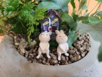 [미니정원만들기 DIY] 공기정화 반려식물 원예체험키트 : 진양호힐링센터