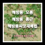 해방종근 70 주 : 자연산약초세상사람들