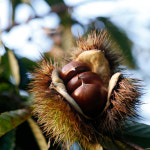 당도최상 소태 이평밤 석추밤 2kg 2025 햇밤 : 달밤농장