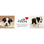 [애견 포토현수막] 140x40 / 2컷 사랑해 : 파티파니