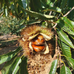 당도최상 소태 이평밤 석추밤 2kg 2025 햇밤 : 달밤농장