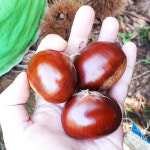 당도최상 소태 이평밤 석추밤 2kg 2025 햇밤 : 달밤농장