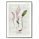 향신료  sorrel 수영 소렐 허브 그림 액자, 보테니컬 아트 인테리어  아트인데코 디자인 - DA21050 : 아트인데코