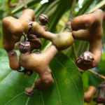 헛개나무 묘목 2년생 특대묘 약용수 : 한밭농원