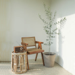 올리브나무 특대형 열매가 열리는, 거실 개업화분 키우기 : 스튜디오빈랑