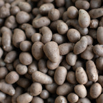 안동 참마 태산농장 마 씨앗 2kg, 1개 : 태산농장