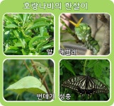 호랑나비 한살이 풀세트 : 월드사이언스