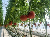 GAP인증 남해다담농장 유럽종 찰 완숙 토마토 5kg (소과) : 남해다담농장