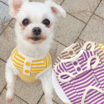 봉봉스트라이프 강아지티셔츠 애견옷 강아지옷 애견산책옷 : 스카프한 은비