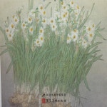 공필화책 수선화 사생집 화조화 채색화 한국화민화 : 은향필방