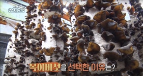 친환경 건목이버섯 60g : 최박사의 버섯농장