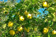 사과나무 묘목 시나노골드 황금사과나무 묘목 M26이중 접목1년생 : 대성농원