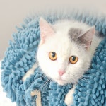 고양이털말리기 강아지 목욕 타월 타올 고양이 수건 극세사 펫타올 : 찐토끼