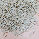 프리미엄 잡곡 귀리 호라산밀 통밀 호밀 수입쌀 모음 820g / 1kg  /50년전통대현상회 : 대현상회 방앗간