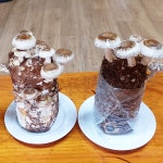 1+1 표고 버섯 키우기 재배 키트 버섯배지 기르기 : 드림버섯농장