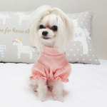 꽃자수 벌룬 티셔츠 강아지옷 : 슈가몽