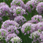 국내산 두메부추 2년생 종근(모종) 분주용 20포기 - 으뜸산채 산부추 신선파 산야초 야생화 : 쑤기네마트